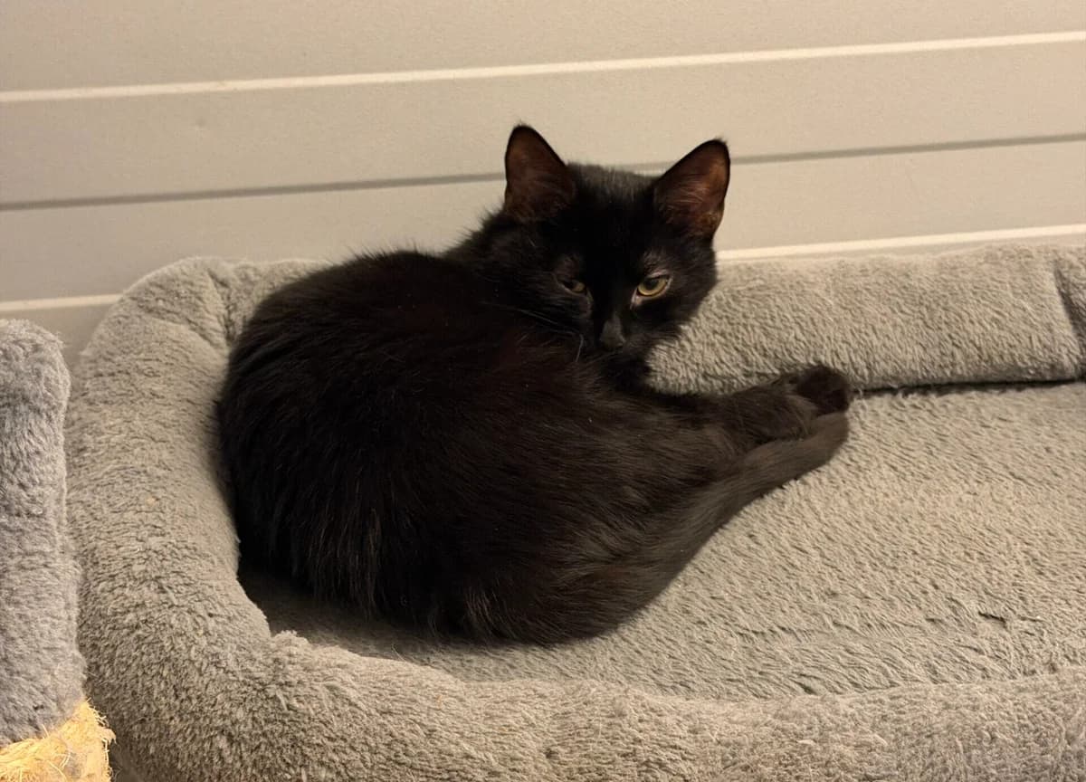 Daylon, male European Shorthair for adoption at Landestierschutzverein Steiermark, Graz