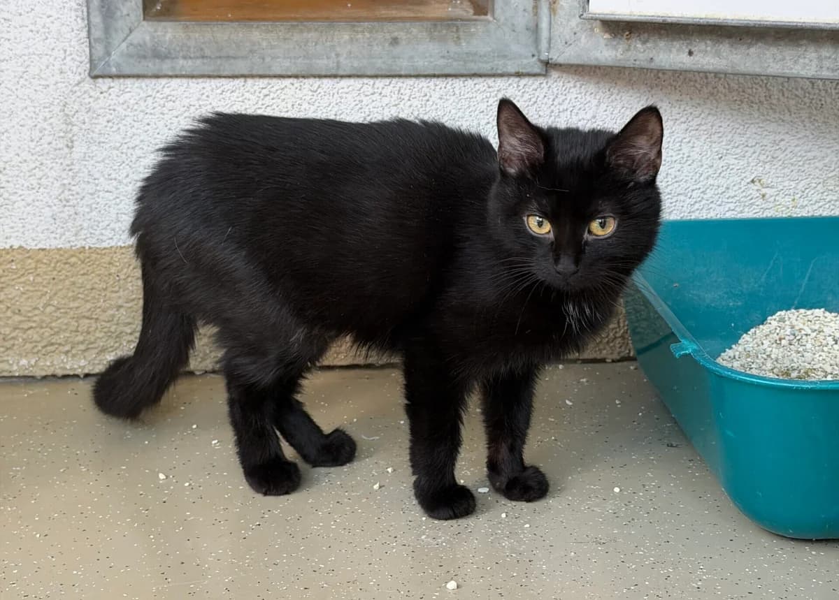 Myra, puppy Mixed Breed Cat for adoption at Landestierschutzverein Steiermark, Graz