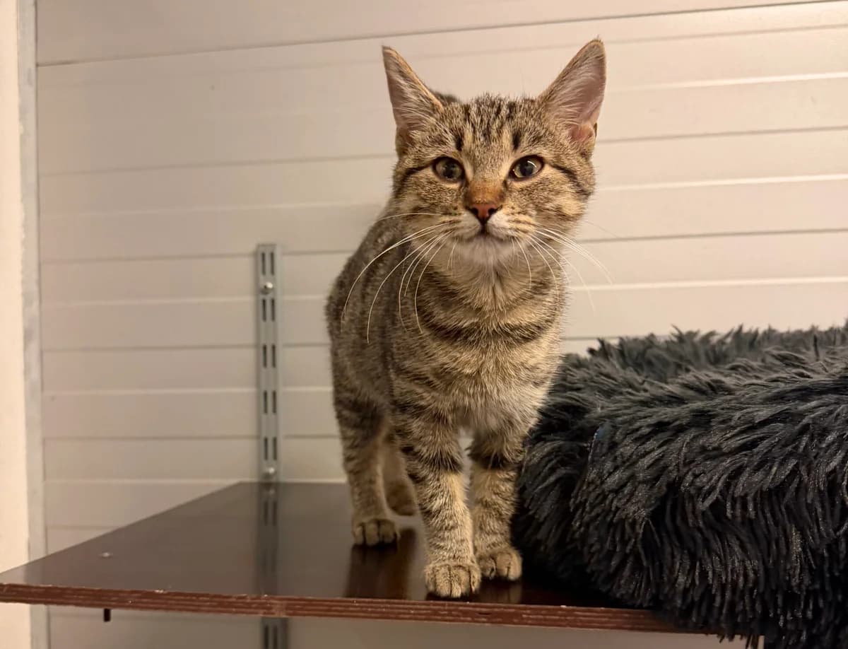 Pippin, puppy Mixed Breed Cat for adoption at Landestierschutzverein Steiermark, Graz