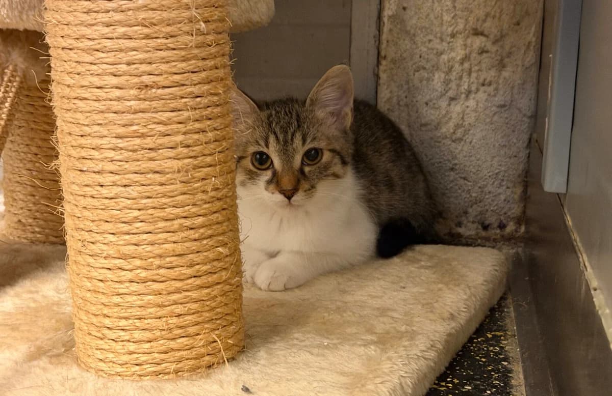Belova, puppy Mixed Breed Cat for adoption at Landestierschutzverein Steiermark, Graz