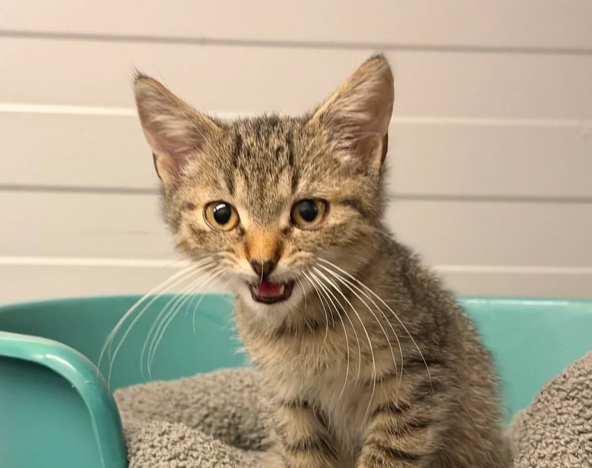 Ramazotti, male puppy Mixed Breed Cat for adoption at Landestierschutzverein Steiermark, Graz