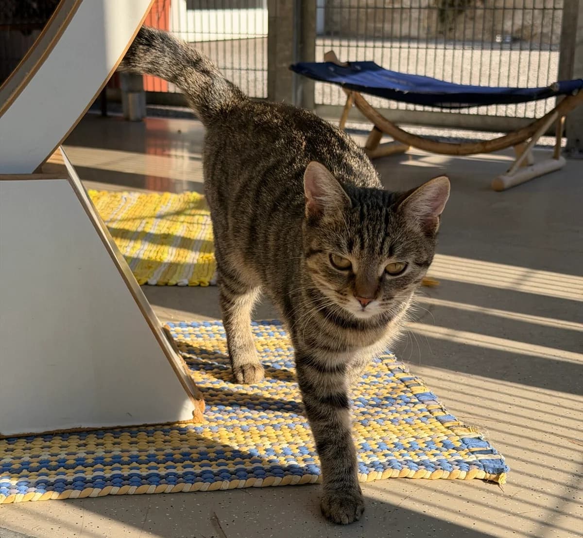 Chayenne, European Shorthair for adoption at Landestierschutzverein Steiermark, Graz
