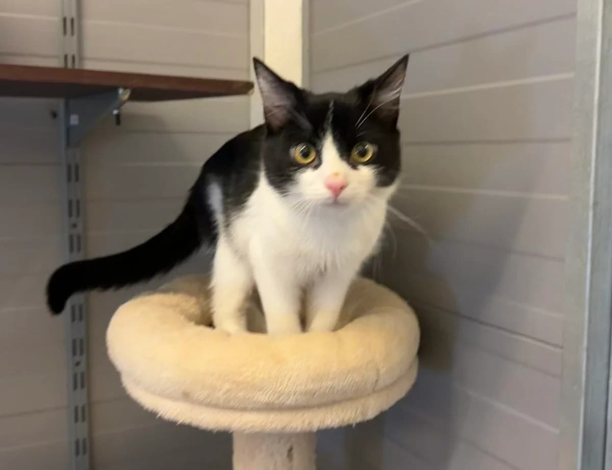 Mikesch, male European Shorthair for adoption at Landestierschutzverein Steiermark, Graz