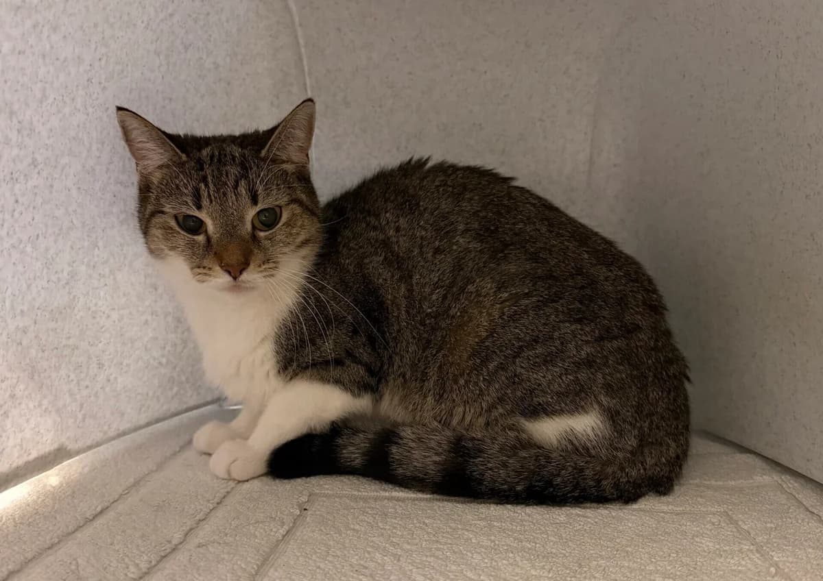 Jersey, European Shorthair for adoption at Landestierschutzverein Steiermark, Graz