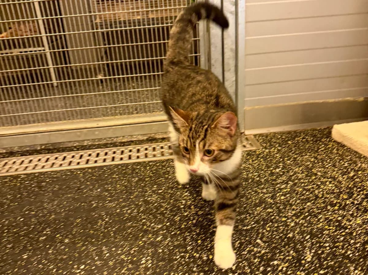 Colorado, male European Shorthair for adoption at Landestierschutzverein Steiermark, Graz