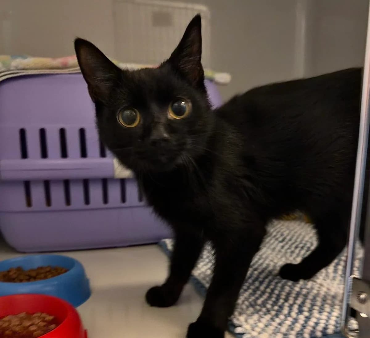 Armany, male young European Shorthair for adoption at Landestierschutzverein Steiermark, Graz