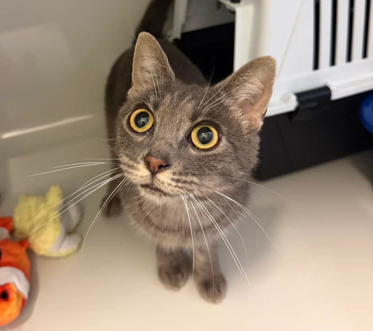 Malika, European Shorthair for adoption at Landestierschutzverein Steiermark, Graz