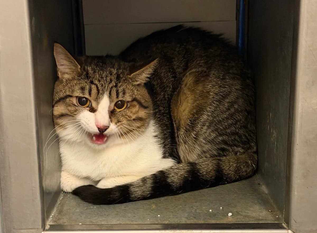 Arno, male European Shorthair for adoption at Landestierschutzverein Steiermark, Graz