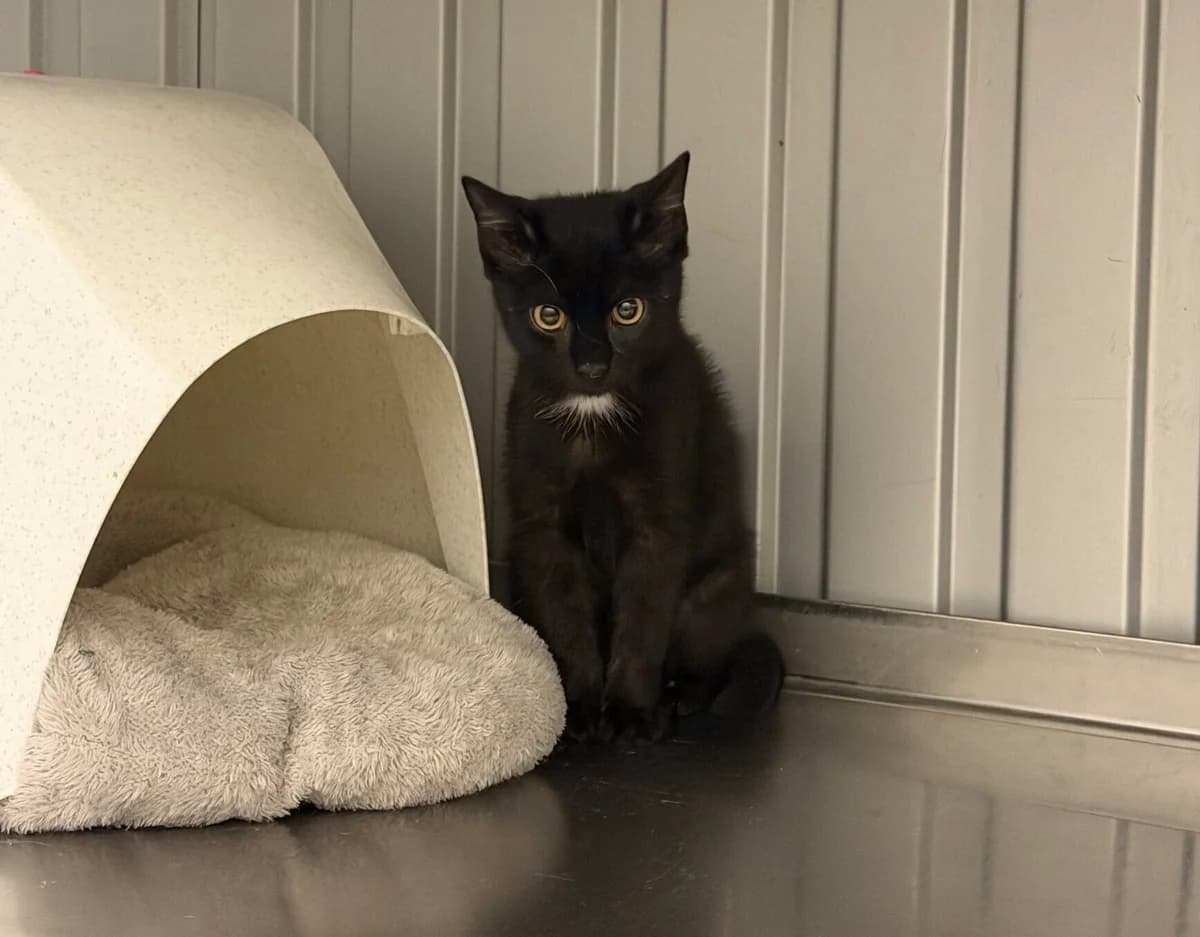 Gismo, male puppy Mixed Breed Cat for adoption at Landestierschutzverein Steiermark, Graz