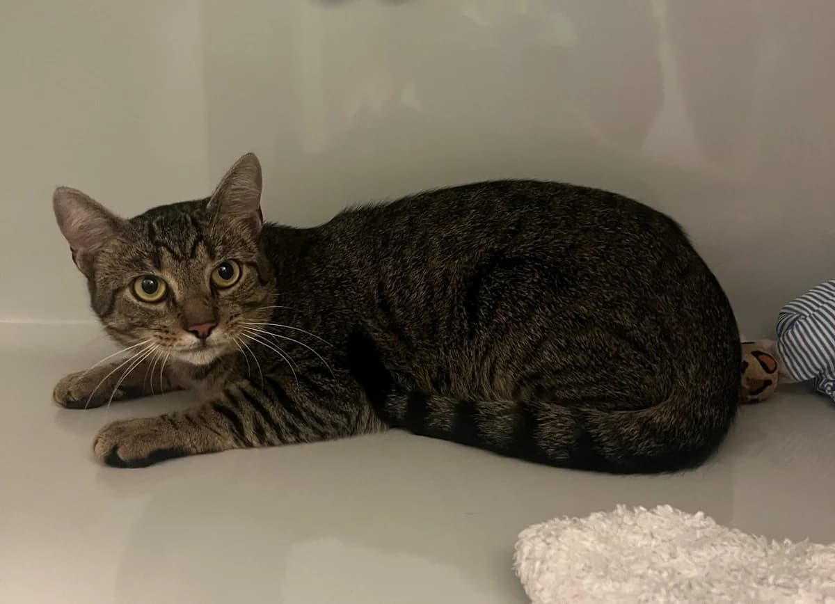 Django, male European Shorthair for adoption at Landestierschutzverein Steiermark, Graz