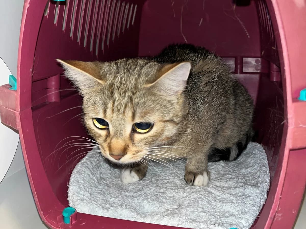 Enzo, male European Shorthair for adoption at Landestierschutzverein Steiermark, Graz