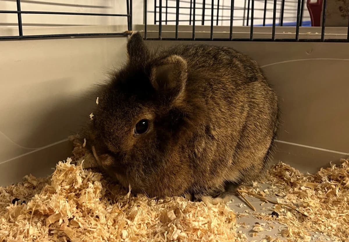 Augustus, mixed breed for adoption at Landestierschutzverein Steiermark, Graz