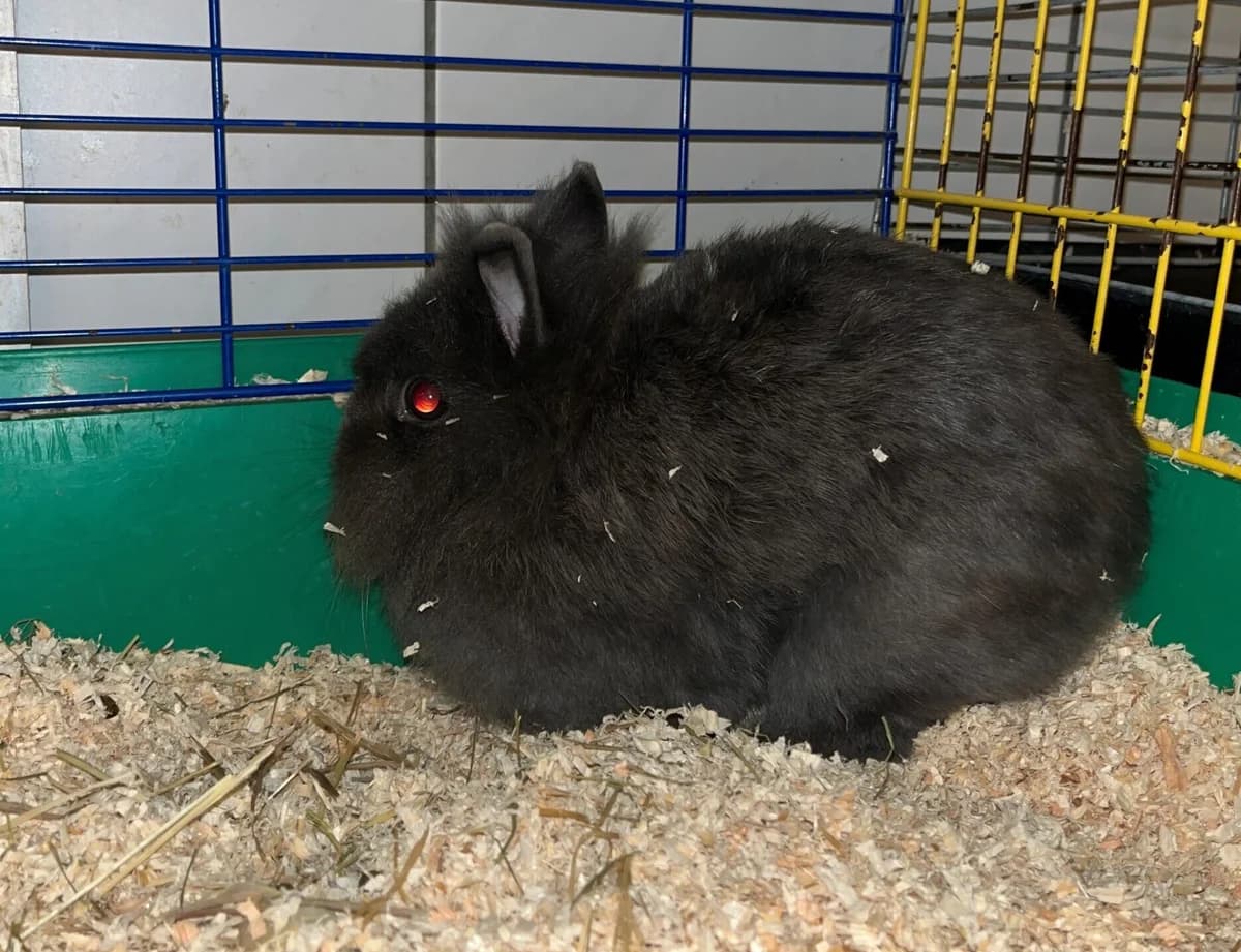 Megara, mixed breed for adoption at Landestierschutzverein Steiermark, Graz