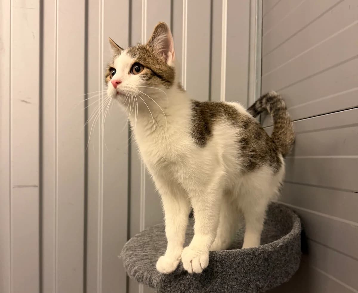 Michelangelo, male puppy Mixed Breed Cat for adoption at Landestierschutzverein Steiermark, Graz