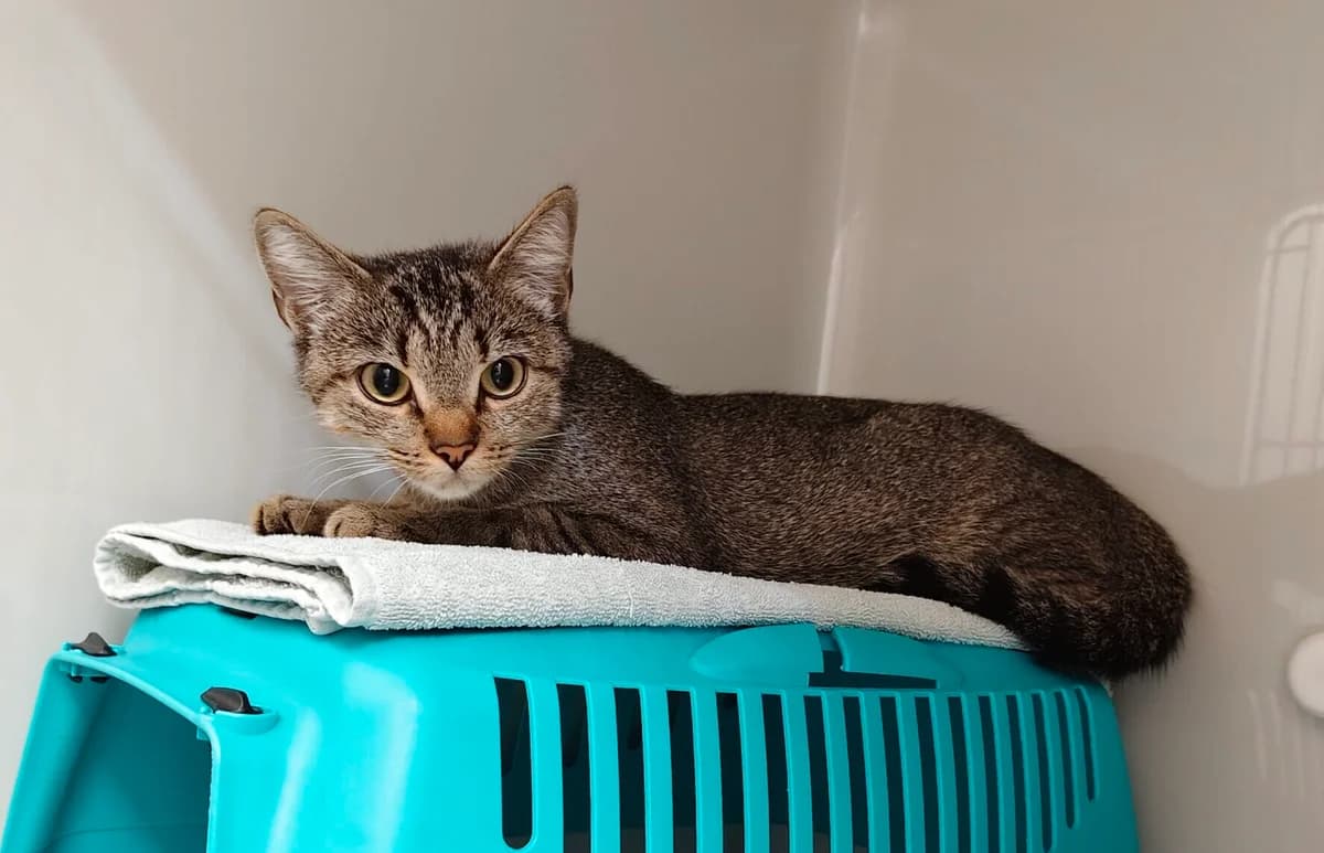 Aronia, young European Shorthair for adoption at Landestierschutzverein Steiermark, Graz