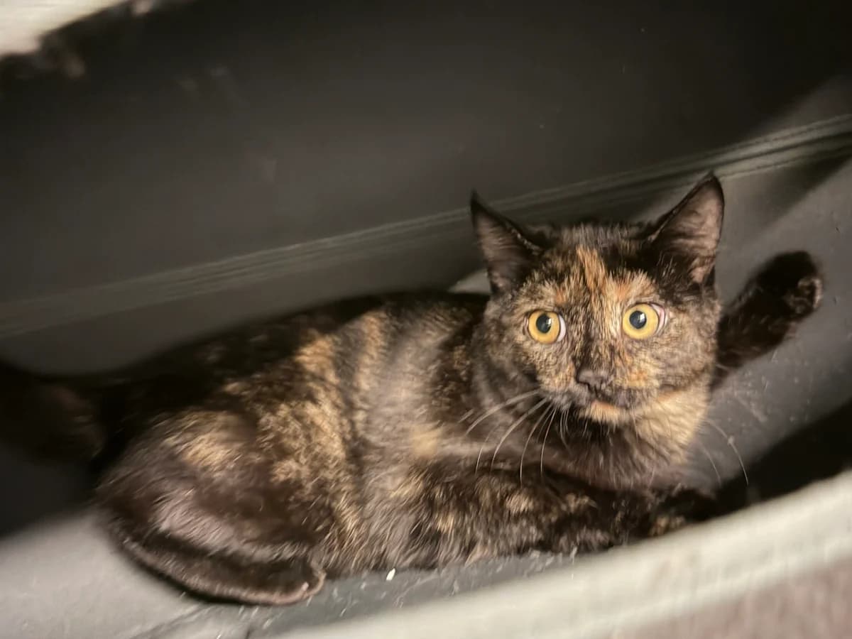 Jeanny, female puppy Mixed Breed Cat for adoption at Landestierschutzverein Steiermark, Graz
