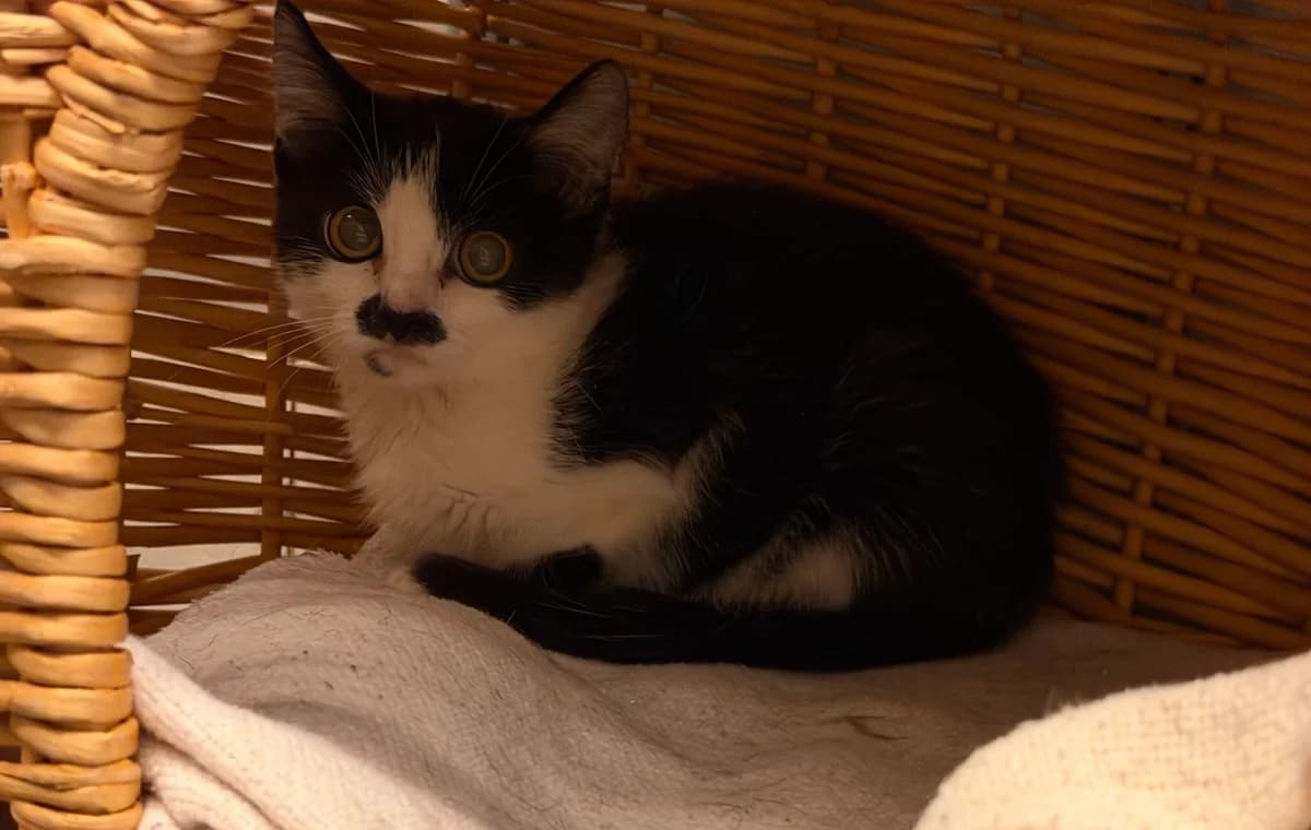 Jaquitta, male puppy Mixed Breed Cat for adoption at Landestierschutzverein Steiermark, Graz