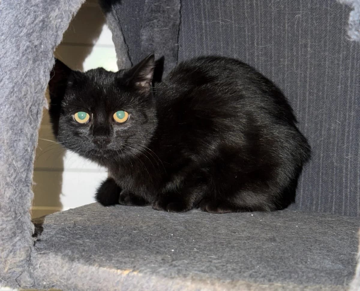 Jolly, male puppy Mixed Breed Cat for adoption at Landestierschutzverein Steiermark, Graz