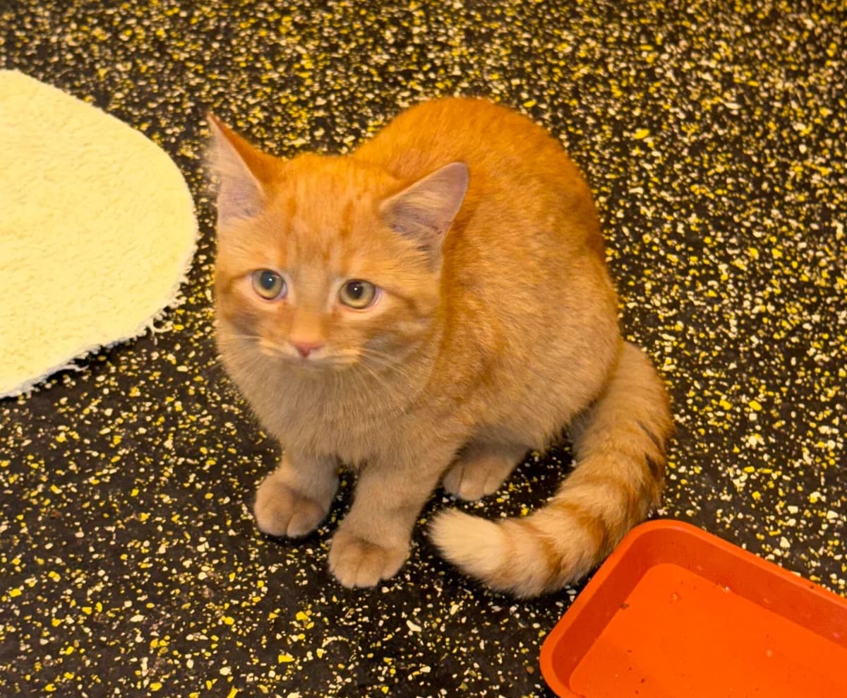 Joshua, male puppy Mixed Breed Cat for adoption at Landestierschutzverein Steiermark, Graz