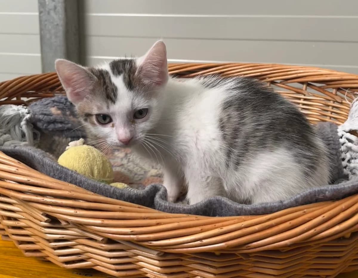 Mike 24997 u. Sully, male puppy Mixed Breed Cat for adoption at Landestierschutzverein Steiermark, Graz