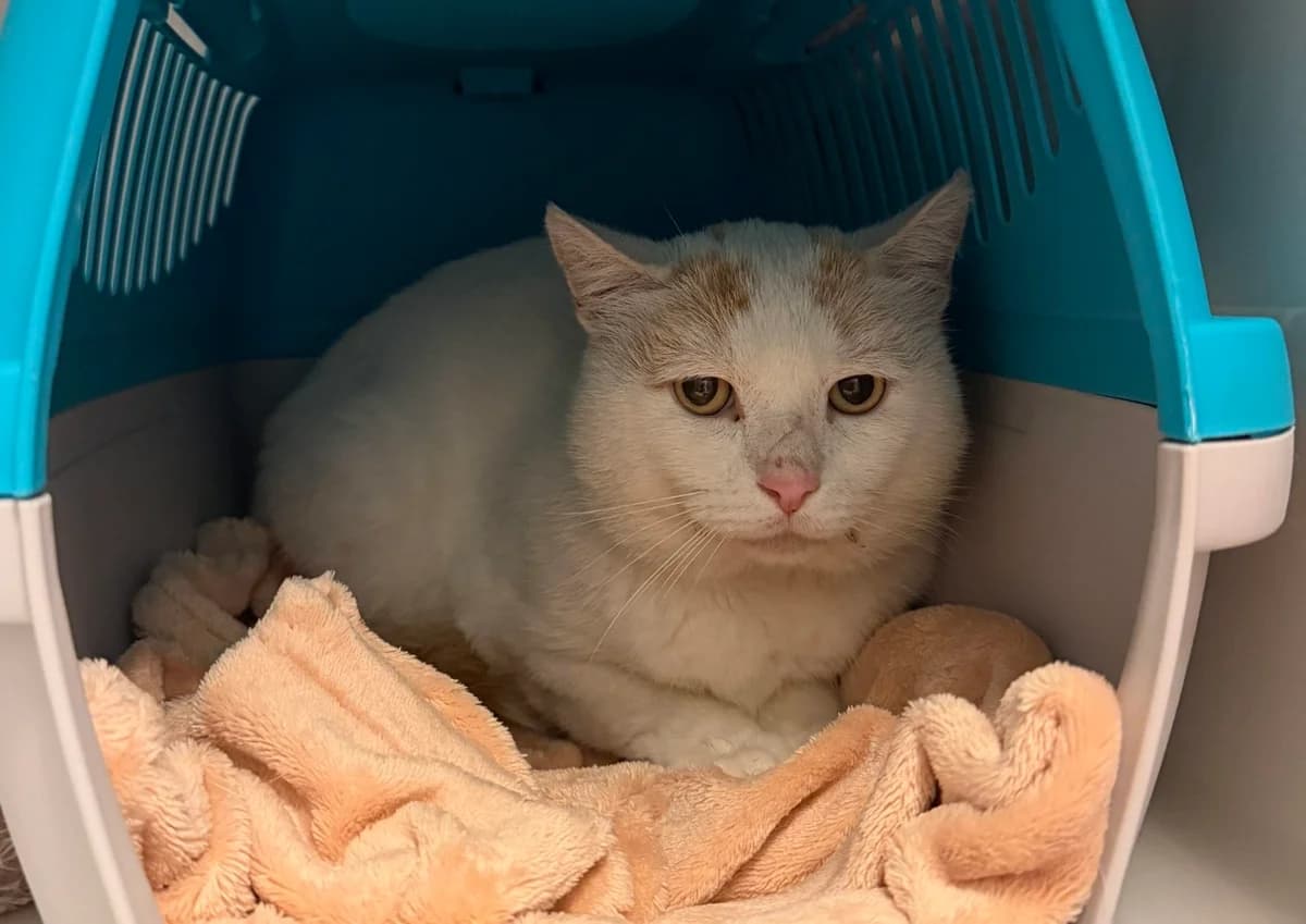 Joshua, male European Shorthair for adoption at Landestierschutzverein Steiermark, Graz