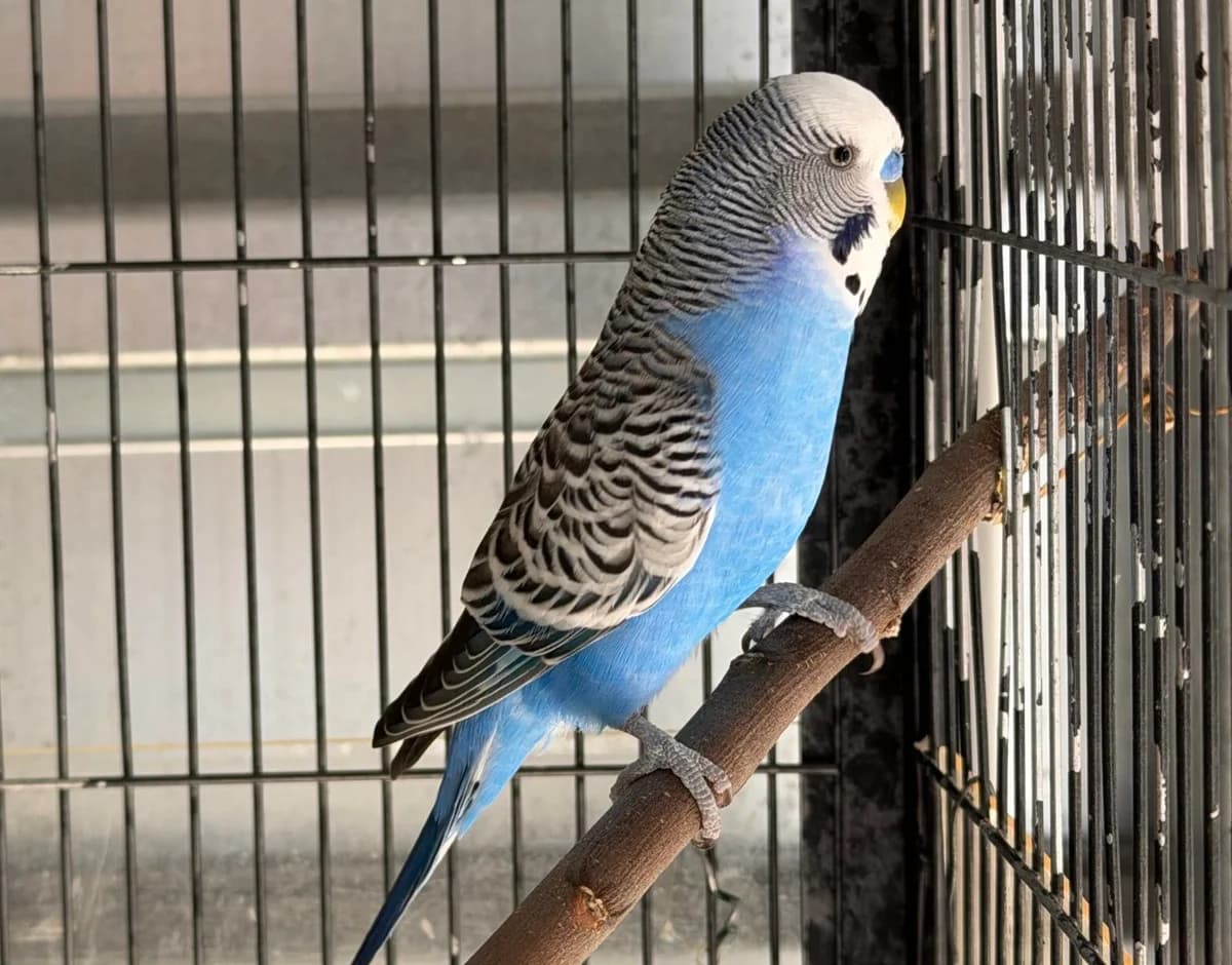Burli, Mixed Breed for adoption at Landestierschutzverein Steiermark, Graz
