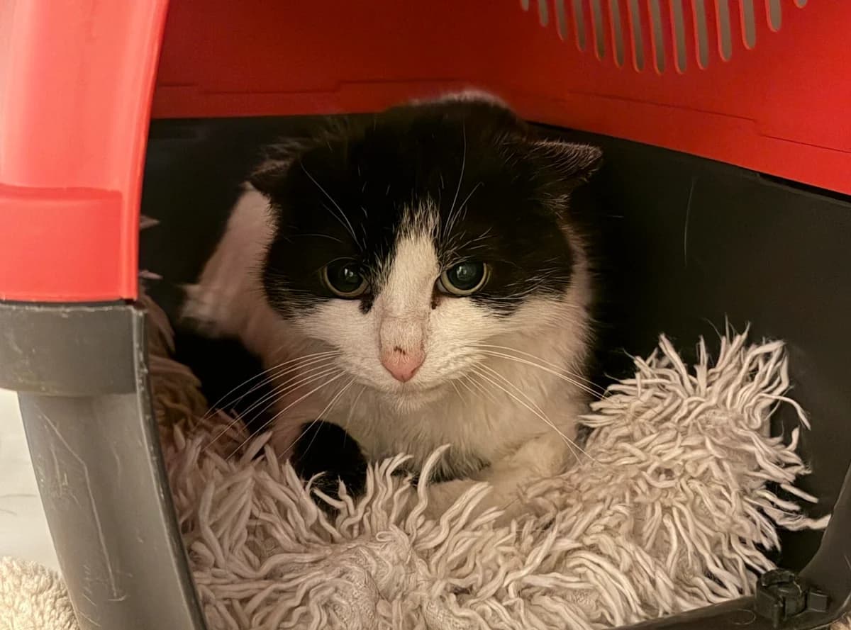 Jenny, male European Shorthair for adoption at Landestierschutzverein Steiermark, Graz