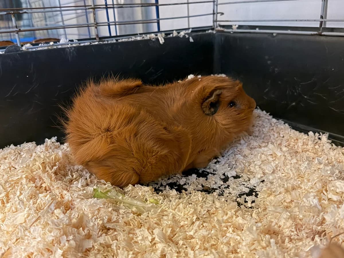 Feivel, male Mixed Breed for adoption at Landestierschutzverein Steiermark, Graz