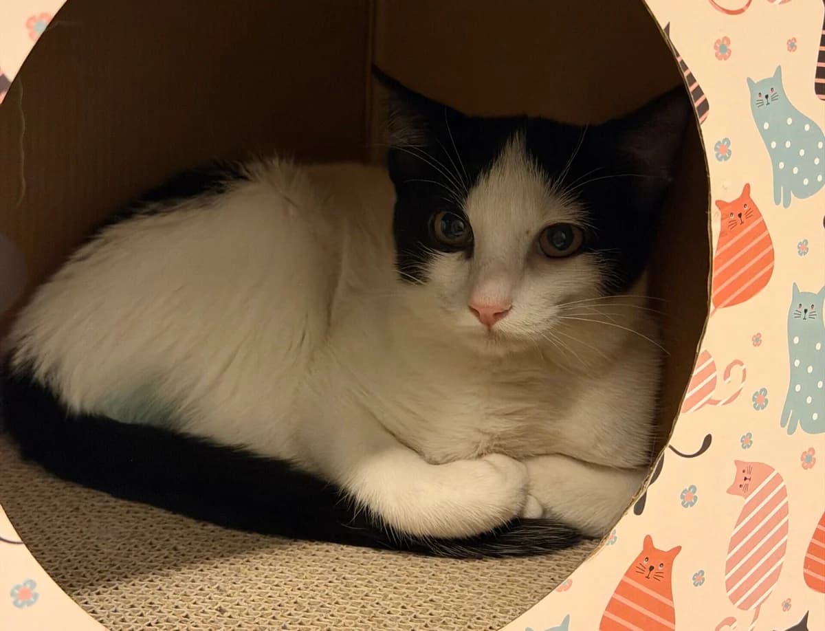 Sonic, male puppy Mixed Breed Cat for adoption at Landestierschutzverein Steiermark, Graz