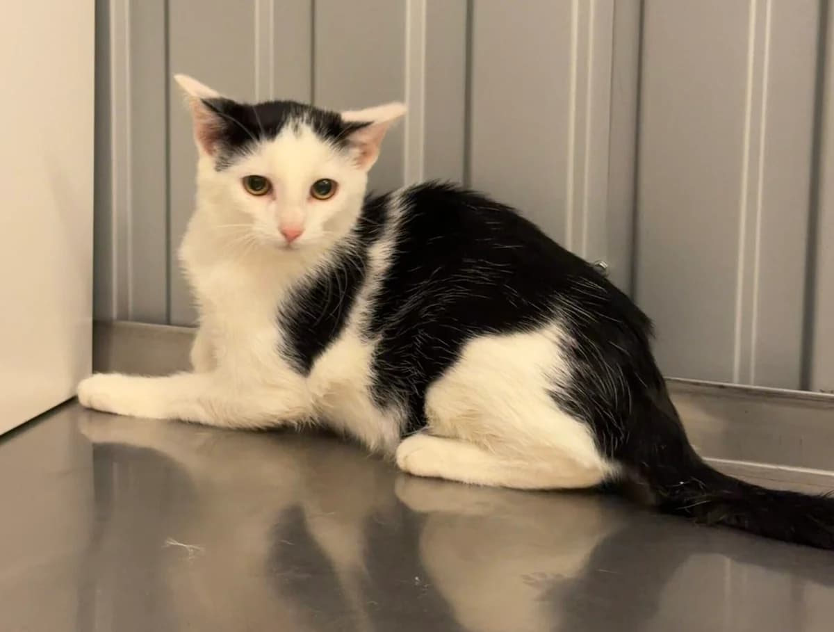 Luigi, male puppy Mixed Breed Cat for adoption at Landestierschutzverein Steiermark, Graz