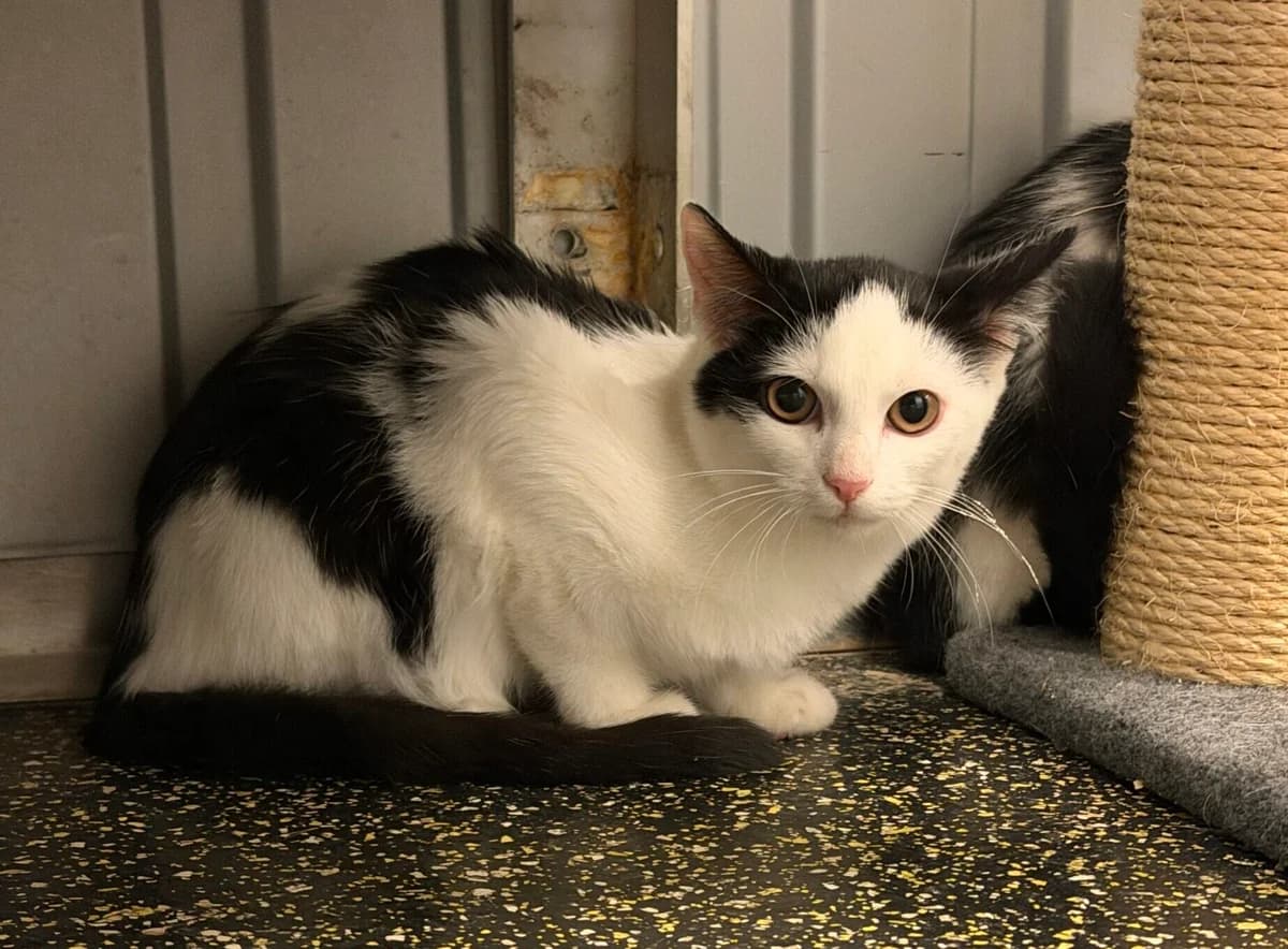 Mario, male puppy Mixed Breed Cat for adoption at Landestierschutzverein Steiermark, Graz