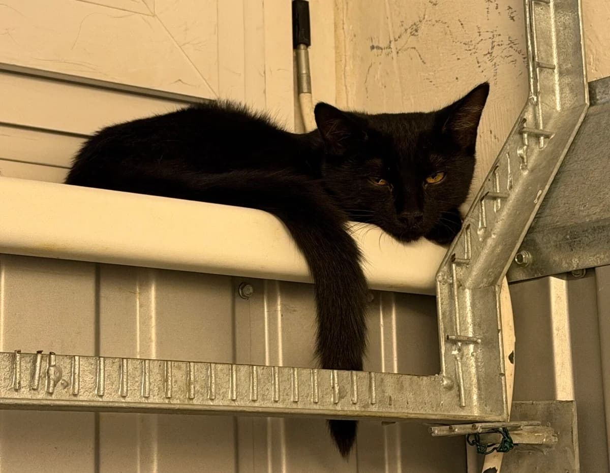 Beezlebub, male puppy Mixed Breed Cat for adoption at Landestierschutzverein Steiermark, Graz