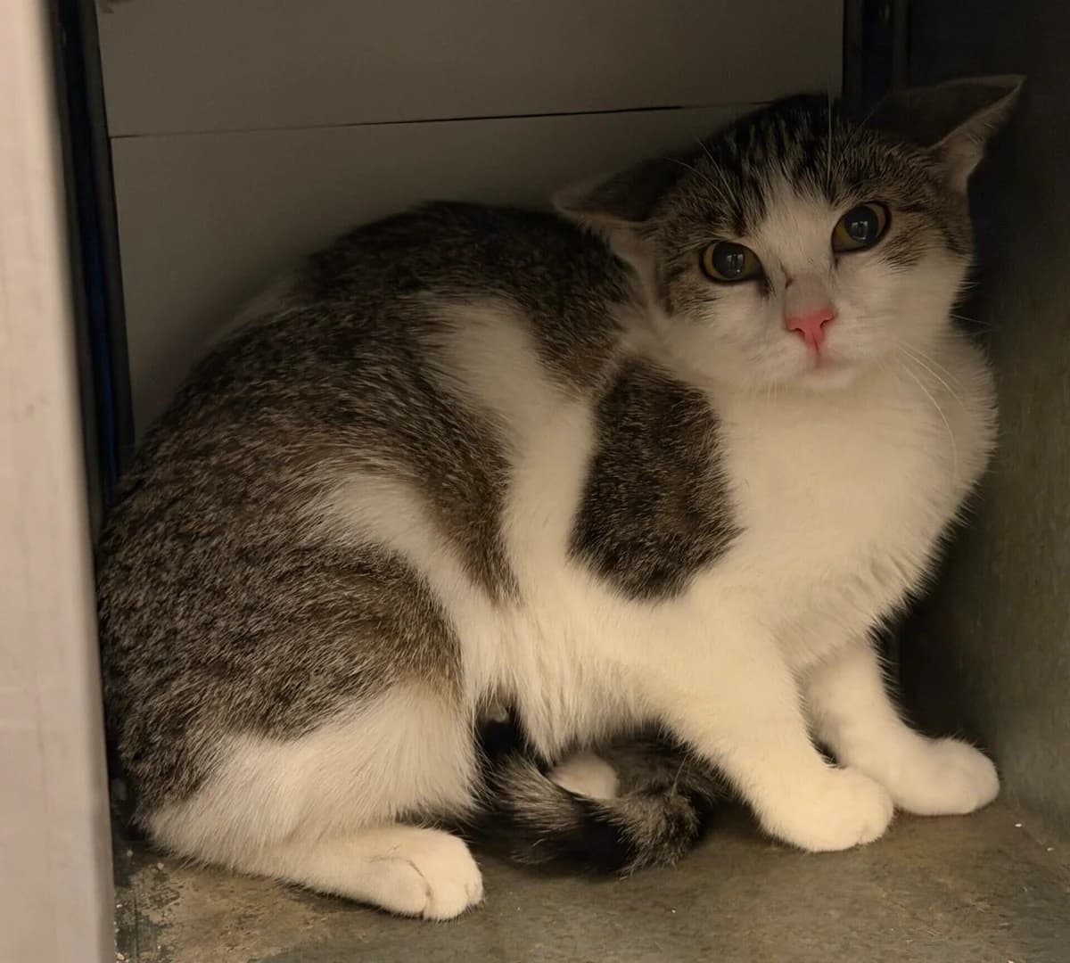 Grace, Mixed Breed Cat for adoption at Landestierschutzverein Steiermark, Graz