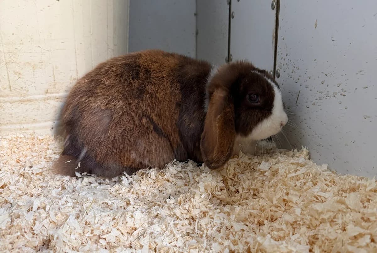 Holly, mixed breed for adoption at Landestierschutzverein Steiermark, Graz