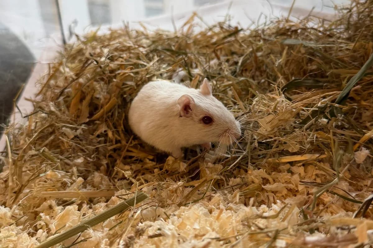 Stuart Little, Mixed Breed Cat for adoption at Landestierschutzverein Steiermark, Graz