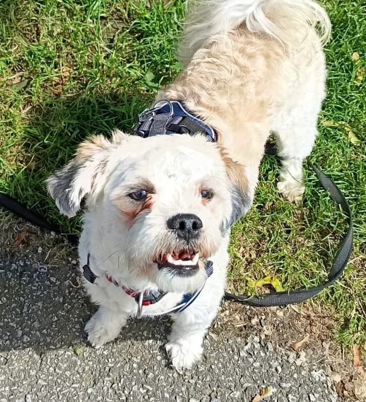 Amos, male Maltese for adoption at Landestierschutzverein Steiermark, Graz