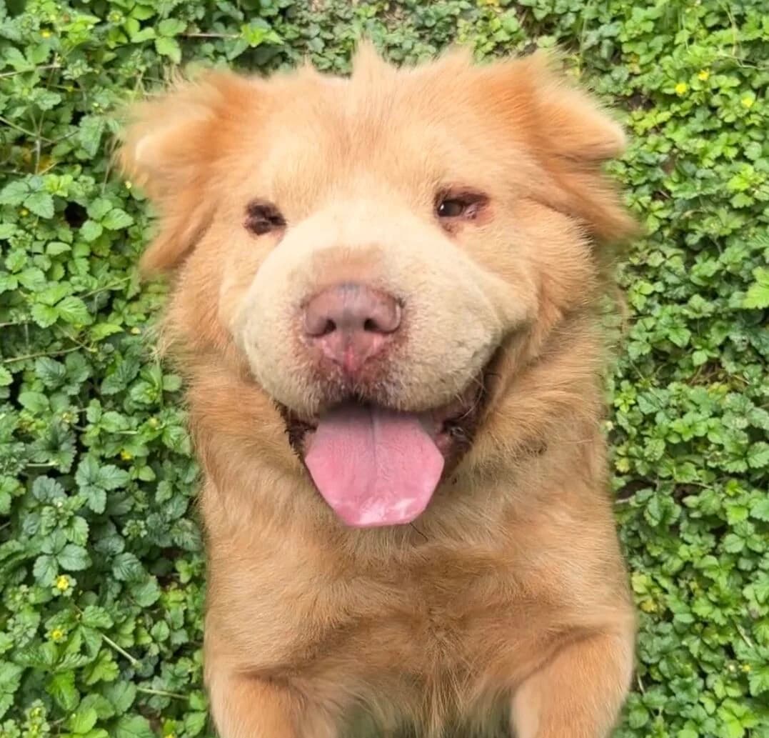 Bonny Bear, female mixed breed for adoption at Landestierschutzverein Steiermark, Graz