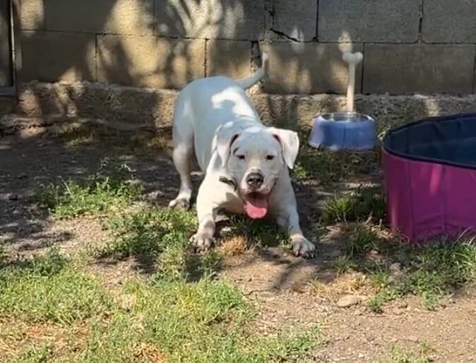 Brisa, female young Mixed Breed for adoption at Landestierschutzverein Steiermark, Graz