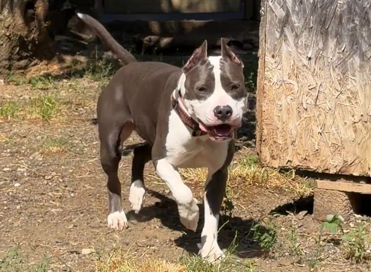 Coco, female Mixed Breed for adoption at Landestierschutzverein Steiermark, Graz