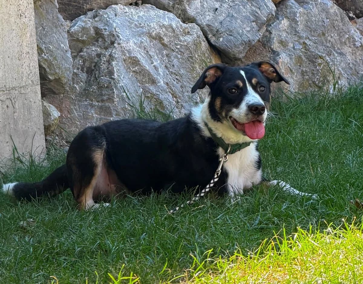 Dexter, male Mixed Breed for adoption at Landestierschutzverein Steiermark, Graz