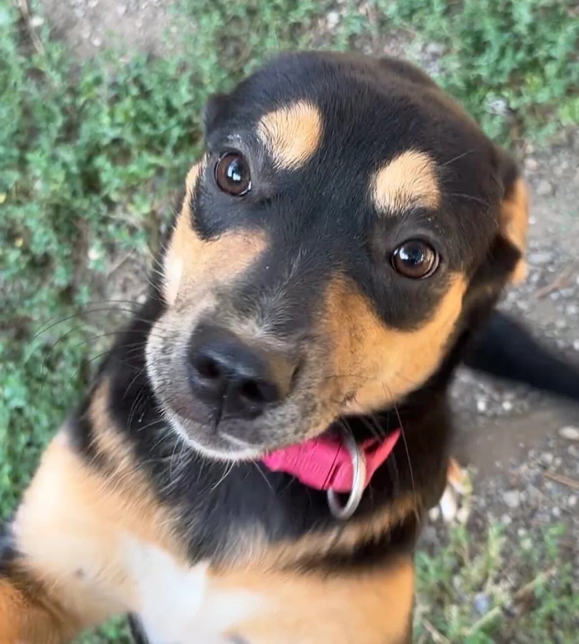 Kira, female puppy Mixed Breed for adoption at Landestierschutzverein Steiermark, Graz