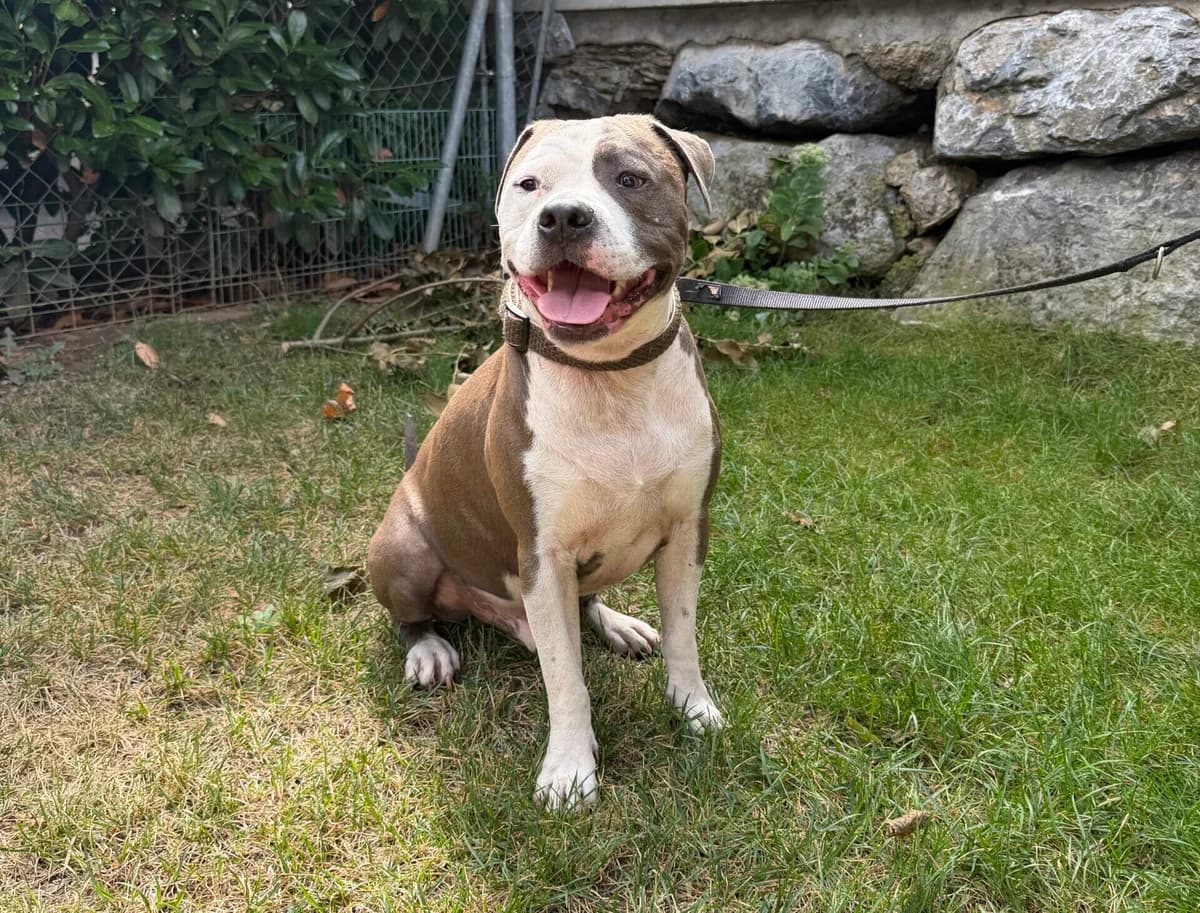 Otis, male Staffordshire Bull Terrier for adoption at Landestierschutzverein Steiermark, Graz