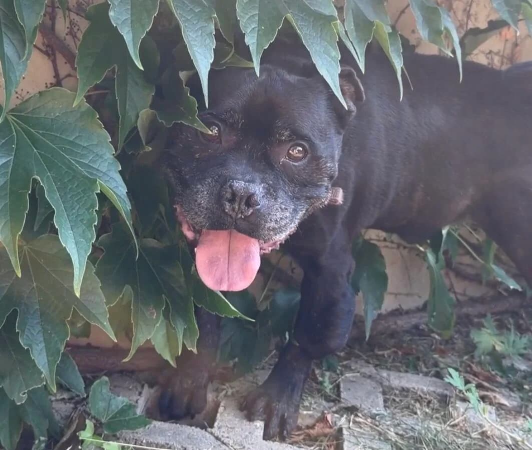 Unix, male senior Mixed Breed for adoption at Landestierschutzverein Steiermark, Graz