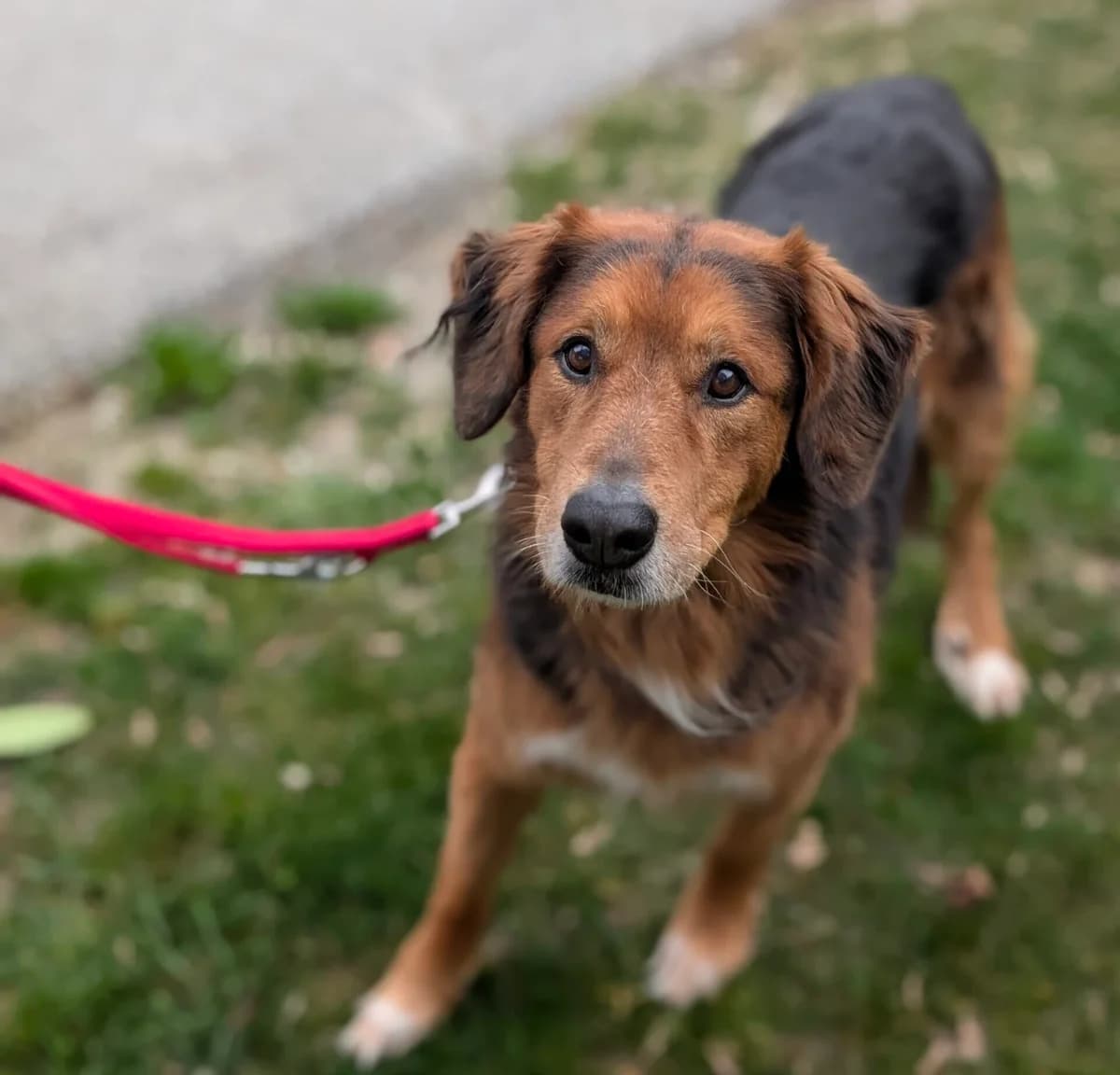 Wastl & Rocky, male Mixed Breed for adoption at Landestierschutzverein Steiermark, Graz