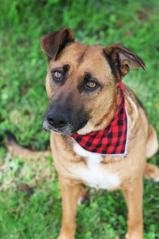 Kira, female 6yo Mixed Breed for adoption at Tierschutz aktiv Kärnten, Tierschutz Kaernten
