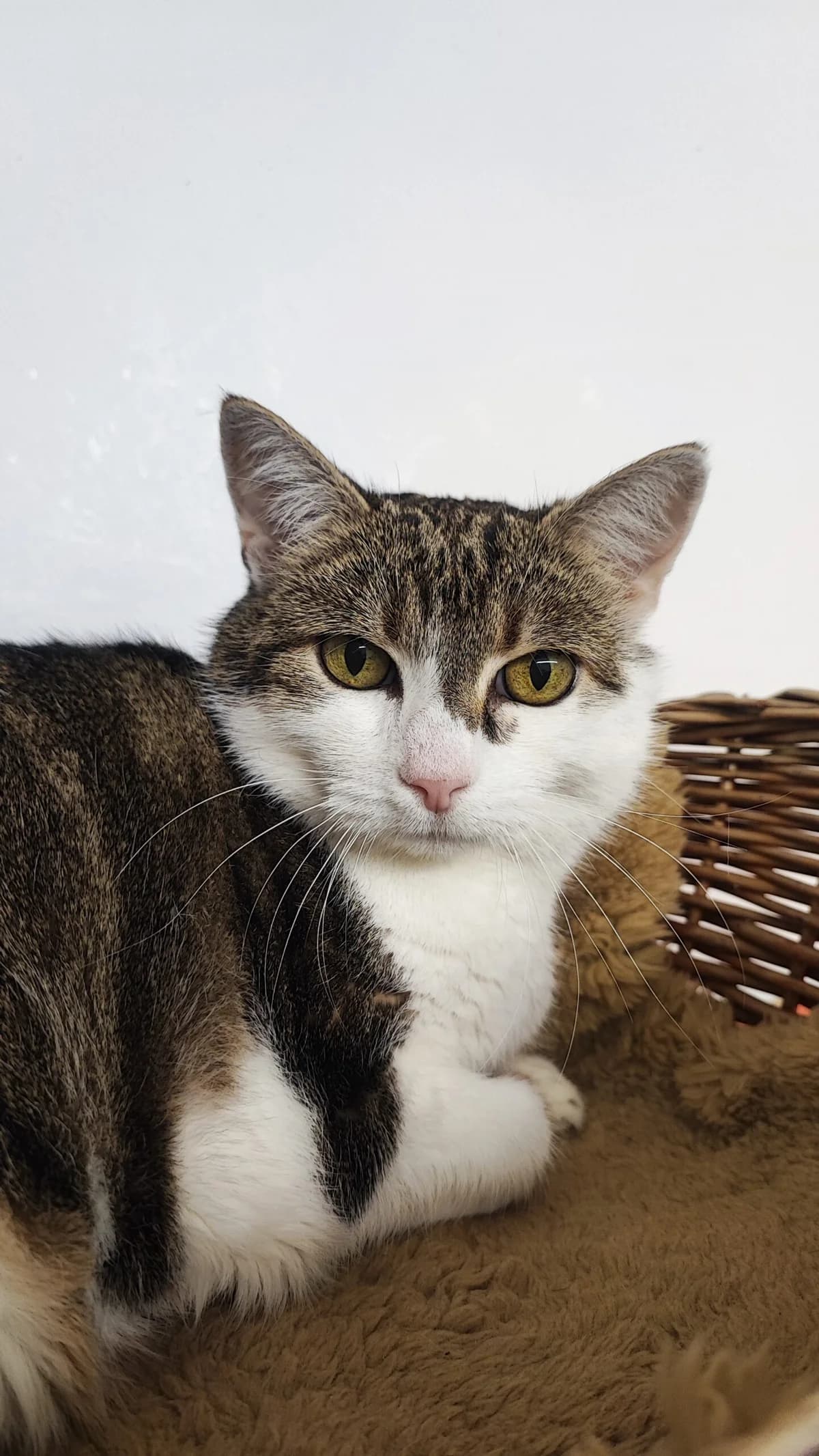 Miti, male 6yo European Shorthair for adoption at Tierschutzverein für Tirol, Innsbruck