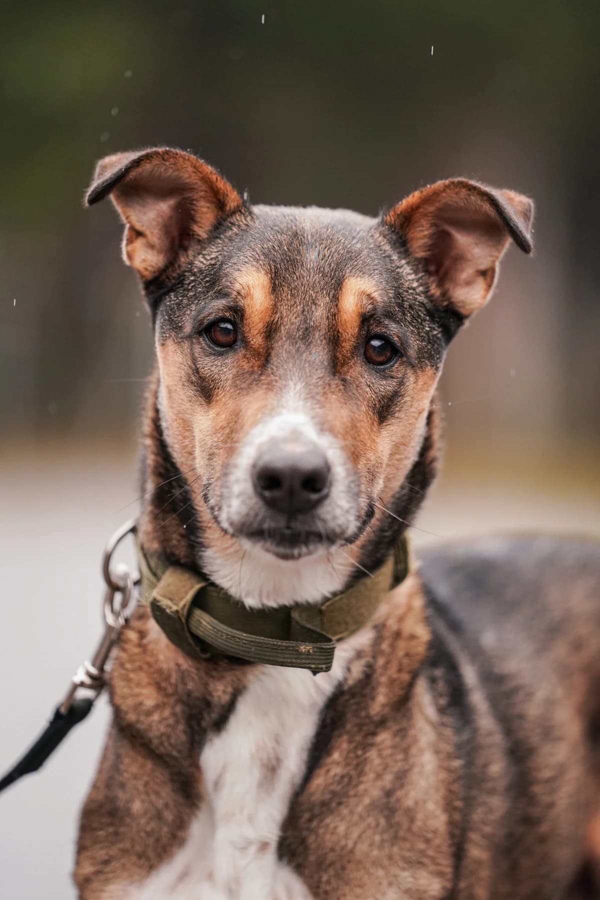 Joseph, male 7yo Mixed Breed for adoption at Tierschutzverein für Tirol, Innsbruck