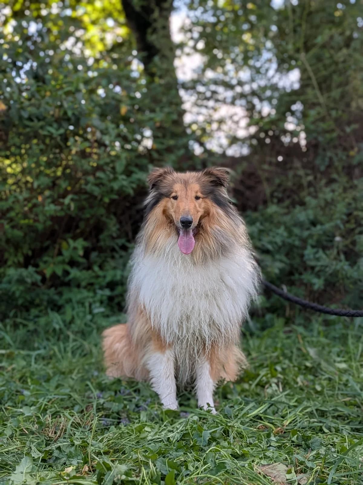 Neon, male 3yo Collie for adoption at Tierschutzverein für Tirol, Innsbruck