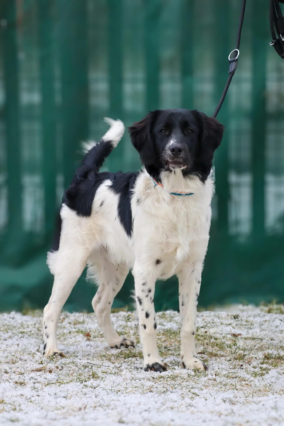 Sören, Mixed Breed for adoption at Tierschutzverein für Tirol, Innsbruck