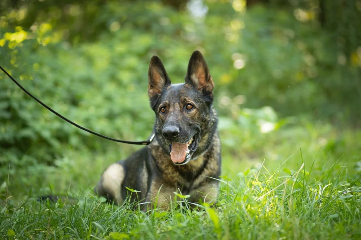 Eddy, male 4yo German Shepherd for adoption at Tierschutzverein für Tirol, Innsbruck